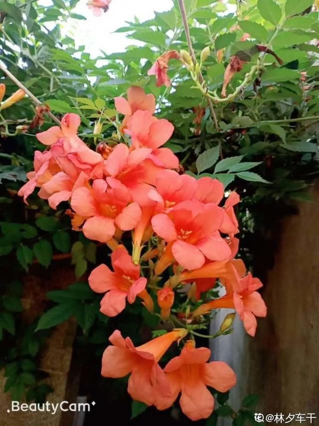  开出漂亮■阳春三月，出门踏青，原来有这么多漂亮花！