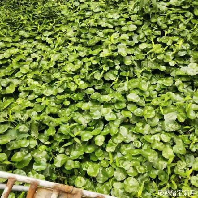 『懒人』“折腾不死”的10种花，咋养都爆盆，懒人最适合！