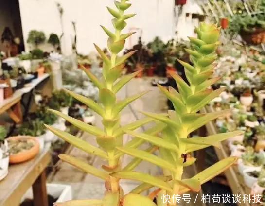 『光照』多肉出现徒长了?揪掉叶子,能变成老桩吗?这个想法“大错”
