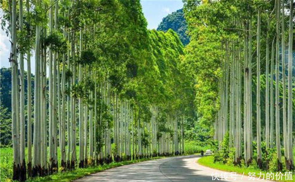  [种植]地球最能吸水的树，能长到将近五十层楼，为何中国却严令