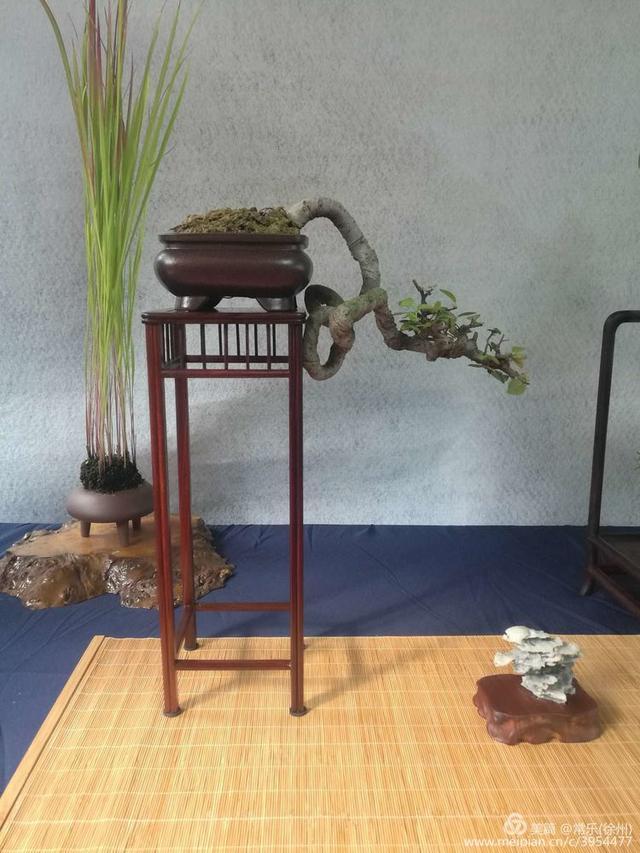  #盆协#徐州收藏家协会(盆景协会和铁路盆协)回龙窝微型盆景