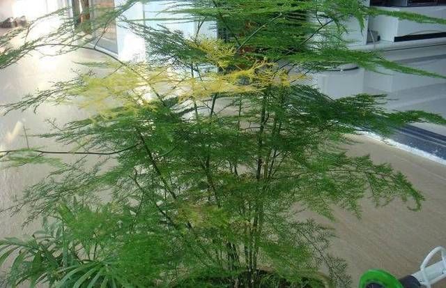  『根部』土培文竹改水培，做好这4步就可以，水培干净卫生，观赏度还高
