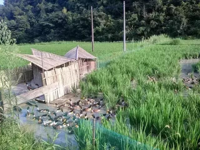 他在杭州打造了一个全中国最美的猪圈！纽约时报都报道了