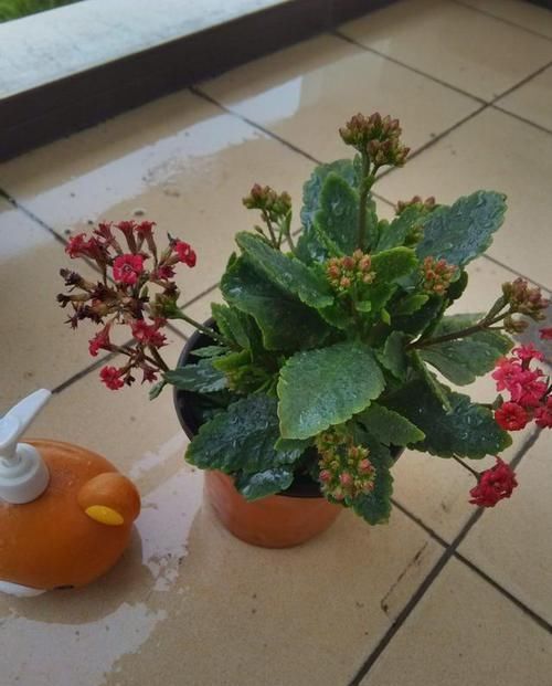  掉一些■养花要“心狠”，特别是这5种花，剪得越狠长得更好，形态也越美