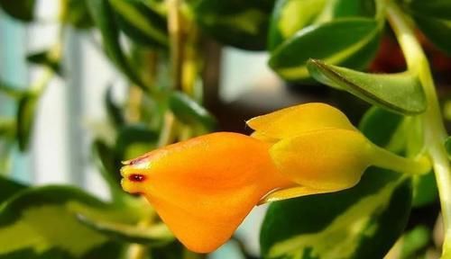  「亮泽」花朵像金鱼一般的吊盆植物，注意定期喷水，叶子长得特有亮泽