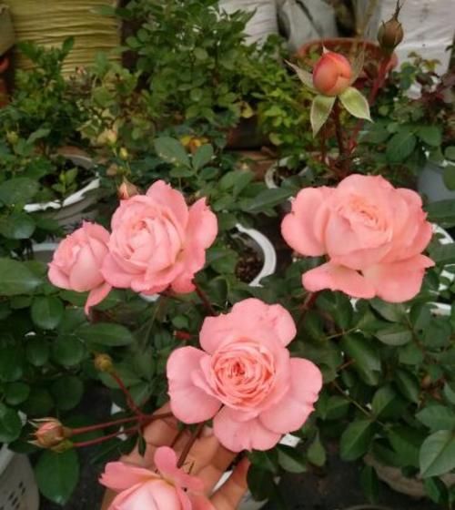  【有花赏】此款月季花，不输果汁阳台，四季有花赏，比绿萝养好，值得拥有