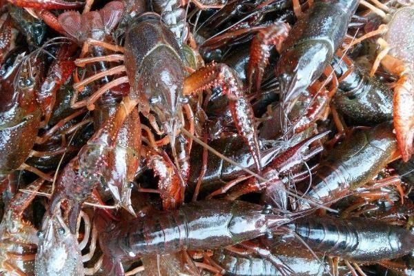  「低能」现在养什么比较稳，以下几种养殖成本较低能赚钱.亩收入