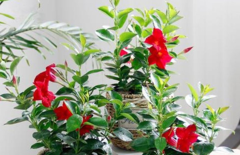  「养上」春天养上3种花,家里“四季”有花看,花量大,易爆盆,值得拥有