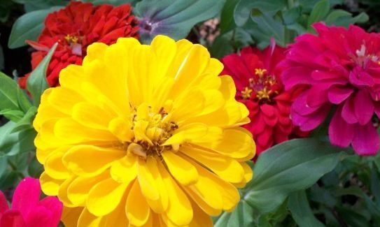  花园■现在就养“3种花”,天气越热,开花越漂亮,直接开成“小花园”