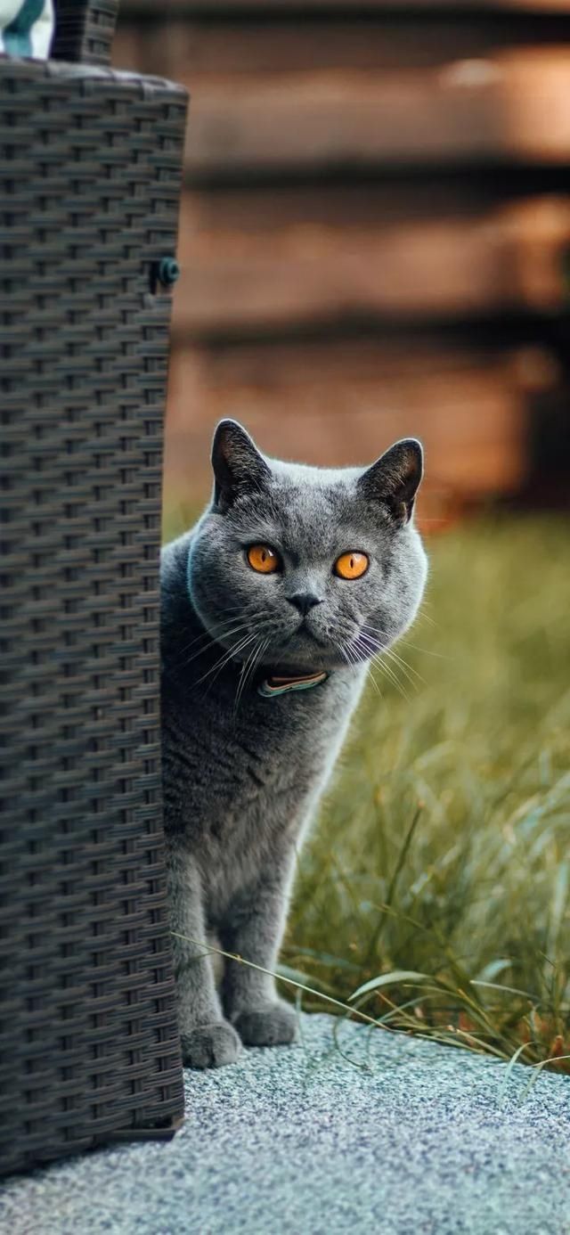  『星球』80张超可爱的猫咪壁纸丨我来自喵星球，来地球只是为了遇见你