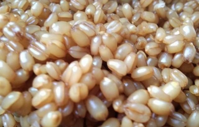  [钓友]手把手教你腌制小麦饵，鲫鱼鲤鱼都爱吃，想爆护而归的别错过