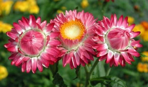 【花开】养花就养高颜值的,花色妖艳妖娆,花开妖嫩轻盈,如蕾丝花边太美