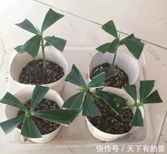 「冬天」5种花“冬天”能扦插,不黑腐成活率高,生根快一倍