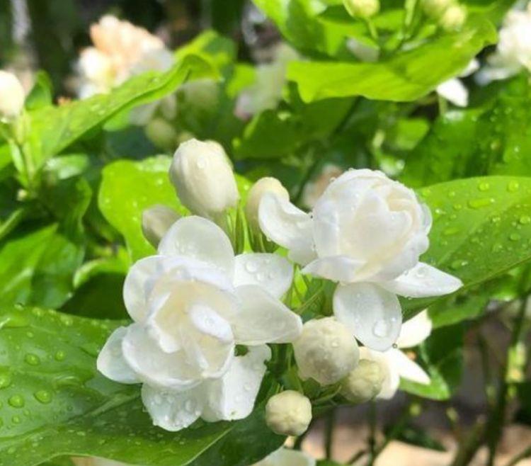 『有型』夏季养花就养3种花,越晒开花越爆盆,要香有香要型有型,美爆了