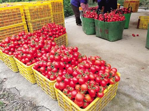 批发每斤不到五毛愁坏农民 武鸣西红柿价格低迷