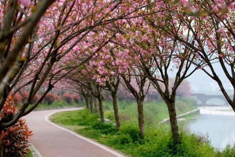  『樱花』赏花季 | 春色满园关不住，十里樱花别样红～约吗？