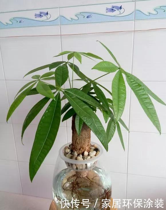 『水培花卉』水培掌握8个小窍门,绿萝爬满墙,吊兰猛抽枝!