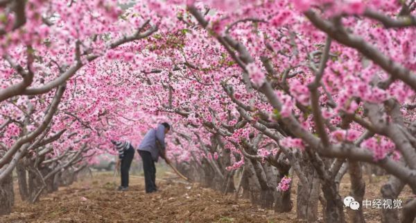  「花儿」你和花儿，一样美！