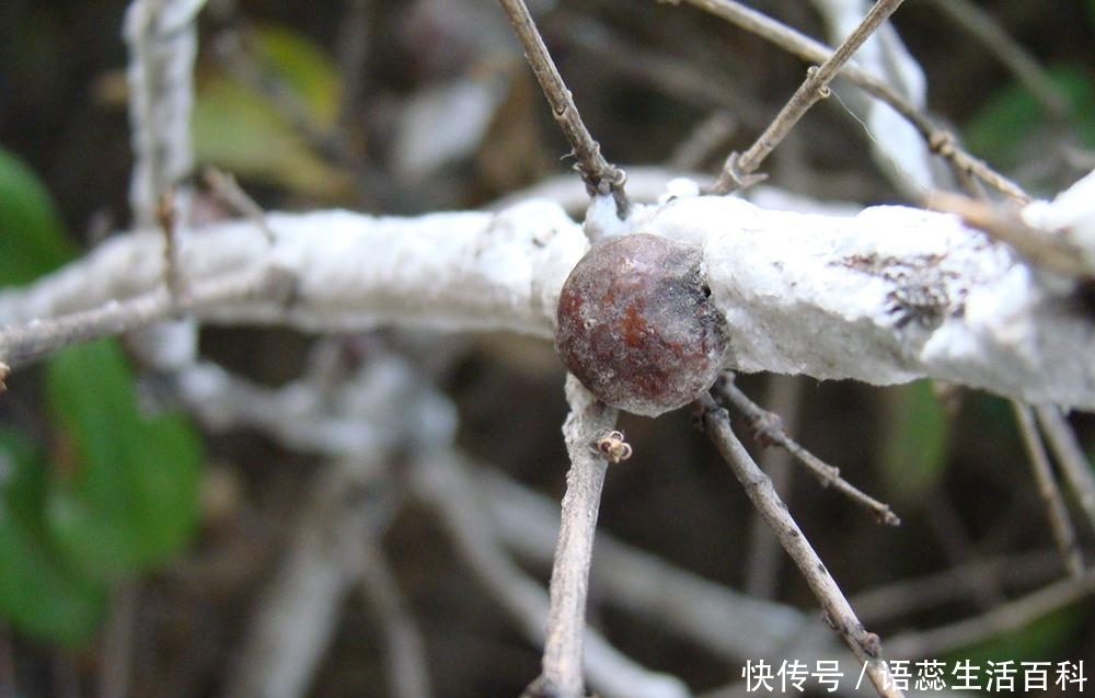 农村树上一种“雪花”，仅我国才有，出口日本150元一斤成高端货