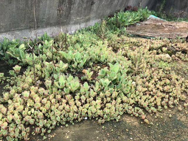  「得像」急性子就养铜钱草，俩月爆满整个家，多得像生物入侵