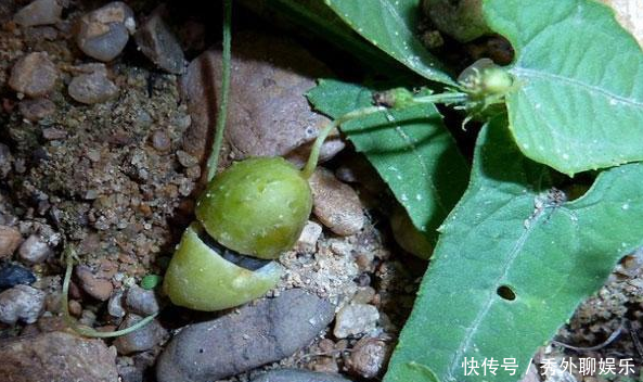 农村里一种不讨喜的“植物”，作用价值却很高，对蛇伤效果好