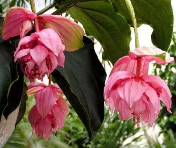  [养护]4种高颜值“网红花”，一盆好几百，株型美，开花奇特，见过吗？