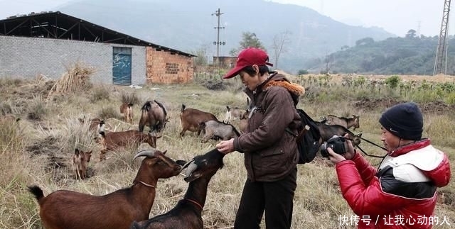  「利润」农村养羊能发财吗？老农民：发财的是这几种人，看你在不在其中