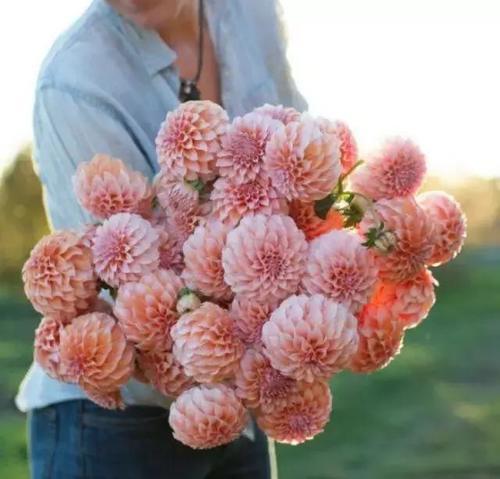 你的星座，配哪种花呢？