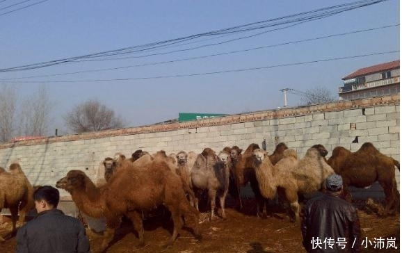 全世界仅有1400万只，渴不死饿不死，却被人类烤着吃