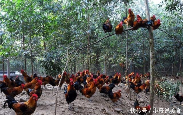  学会■养鸡长势太慢，学会这样喂鸡，鸡长得又快又肥