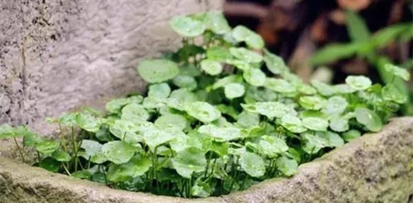  【搜罗】史上最全“懒人植物”大搜罗，看看哪盆才是你的心头好
