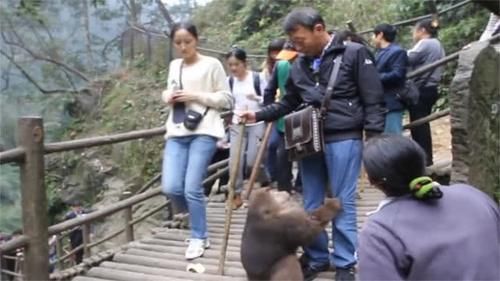 峨眉山的猴子是出了名的调皮，唯独怕一物，有它在可保你一路顺风