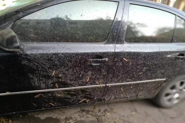 城市洒水车明明是服务公众的，为什么诸多人却认为是一种公害?