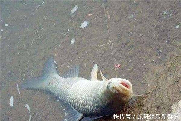  #漂和#空钩调漂和带饵调漂，哪种方法更好用？