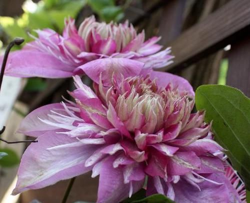  『好看』铁线莲哪种最“好看”？3个经典品种，说啥也得养，越看越喜欢