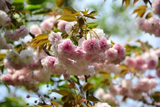 麻叶绣线:春花含情付春光,蔷薇园里漫芬芳