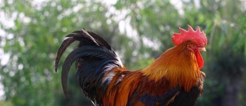  鸡粪■农村不能养鸡了？可农民养的鸡很受欢迎，怎么办？