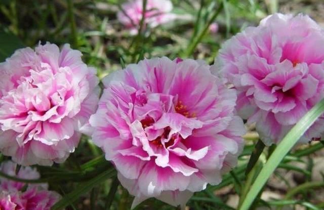  『漂亮』皮实又便宜的“3种花”，就养它，动不动开爆盆，耐晒漂亮