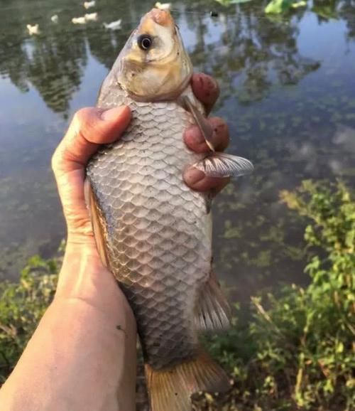  传统■明明传统钓野钓更给力，为啥沦为了非主流钓法？这2个理由很扎心