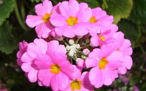  专属：居家养此款花，好养易成活，轻轻松松养爆盆，打造专属阳台花园