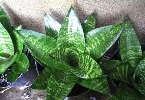  『细菌』室内细菌多，不如放盆虎尾兰，外号“细菌杀手”，摆卫生间就能活