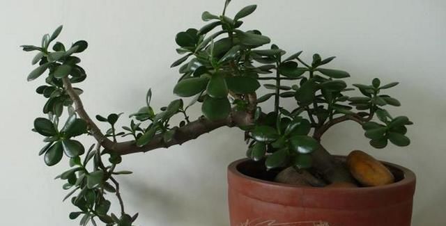 「适合」这3种“植物”,一个月不浇水,反而蹭蹭长,最适合懒人养花!