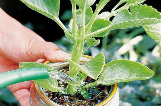  小花：养花怎么浇水？浇水也要讲方法，小花花：再乱浇，分分钟死给你看