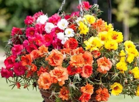 适合■6种花适合“吊起来”养,开花多不占地,阳台变花园,看着真过瘾