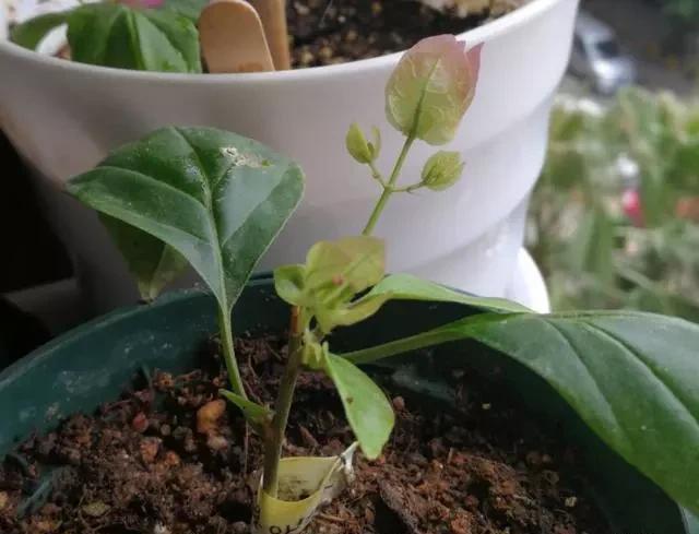 修剪下|喜欢养花就得学会扦插,用4种植物练手,保证插一个活一个