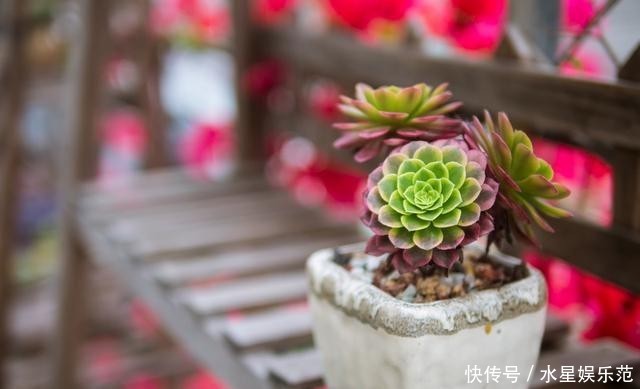  『痕迹』多肉法师快速出小头的方法，一学就会，不留“痕迹”