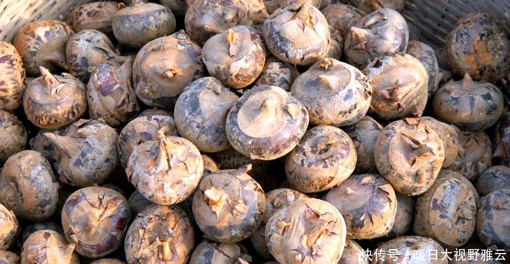  「水果」农田一杂草，以前农民挖不绝，现在想吃靠买，10元一斤