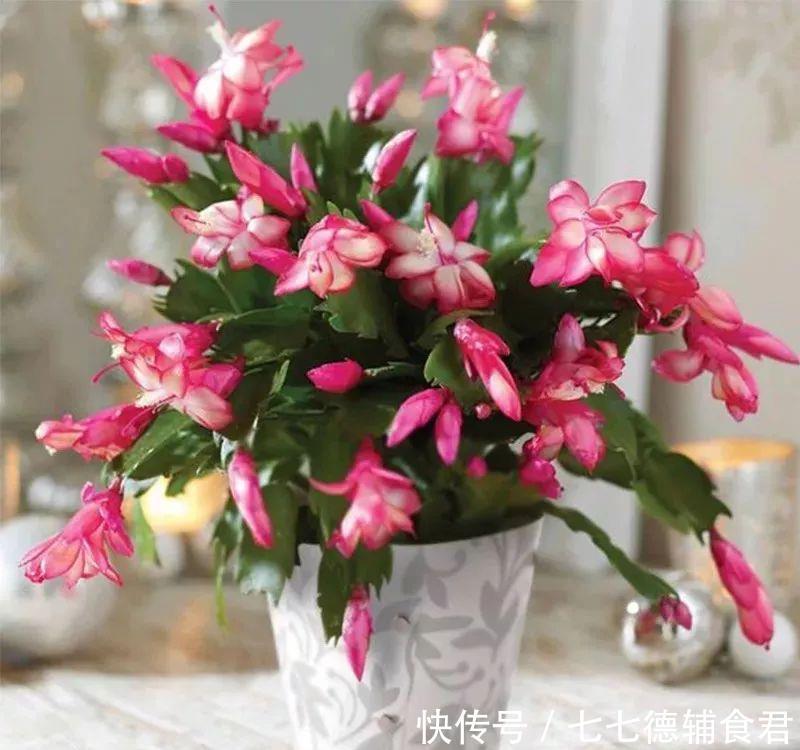  [冬季室内]离过年只剩十几天，这15种花年味十足，再不准备就迟了