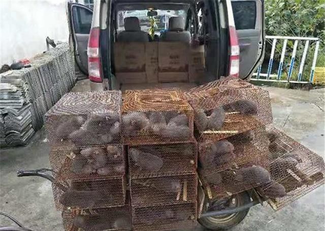  「不动」野生天天有人去抓，但难买到，养殖的却卖不动，品质差