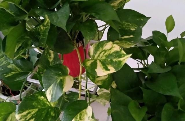  不难■花叶绿萝不难养，用上这3个“攻略”，疯窜个不停！